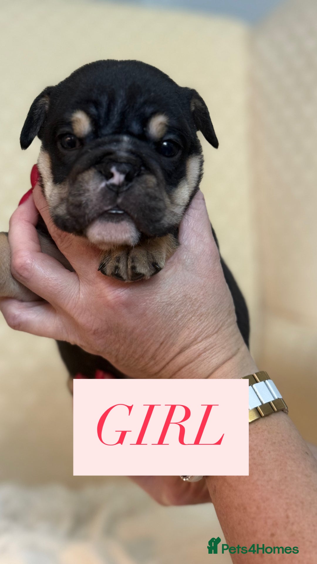 English Bulldog dogs for sale: English Bulldog - Image 6
