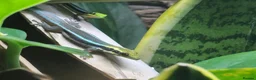 Gecko reptiles for sale: Neon Day Gecko Babies - Advert 1