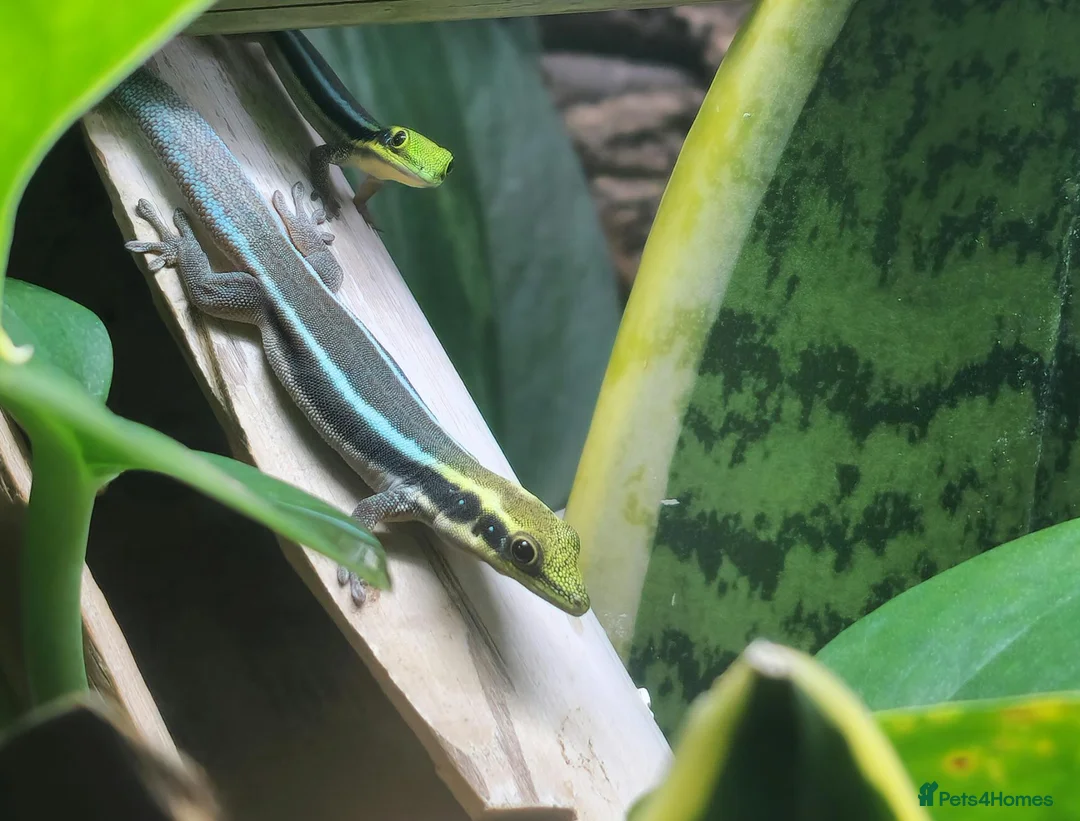 Gecko reptiles for sale: Neon Day Gecko Babies - Advert 1