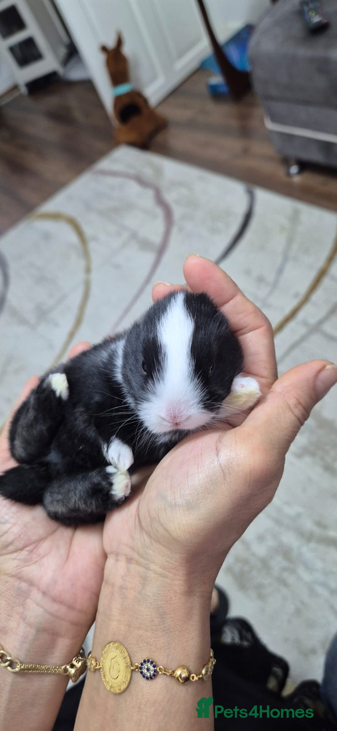 Tri Coloured Dutch rabbits for sale: They are 22 days old and mix Dutch and Rex  - Advert 16