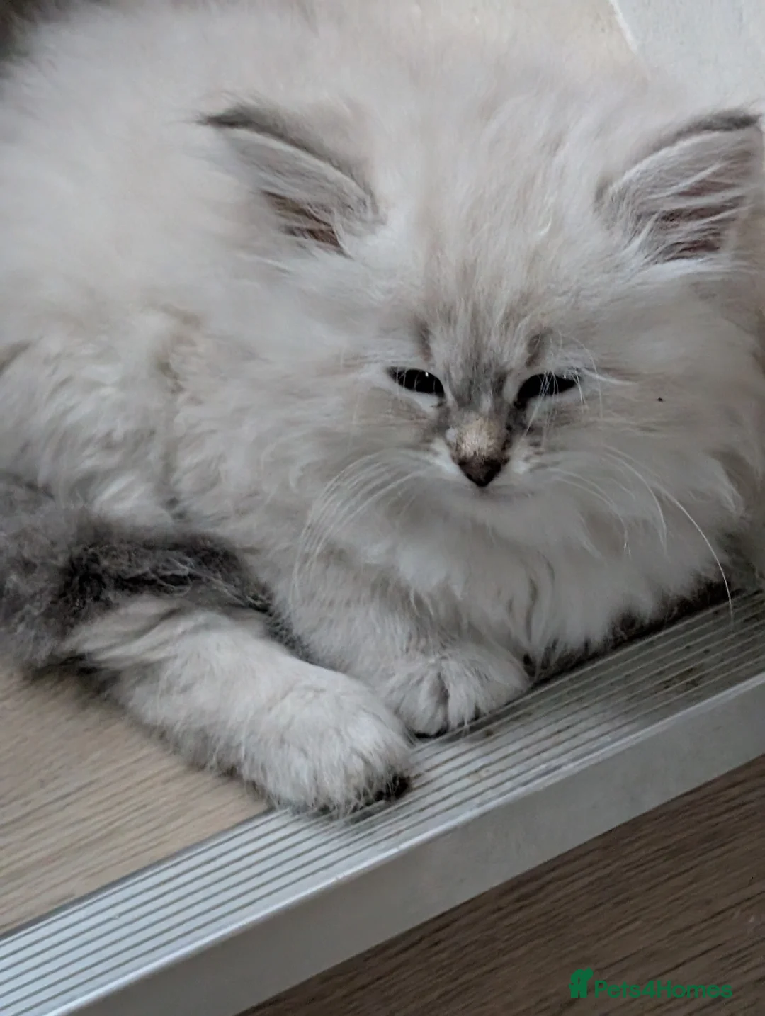 Siberian cats for sale: Beautiful Siberian cats - Advert 1