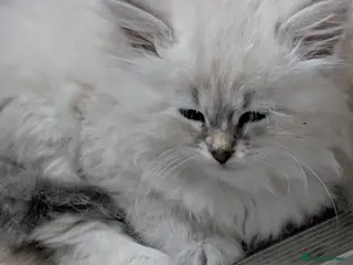 Siberian cats Beautiful Siberian cats - Advert 1