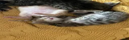 Mixed Breed cats for sale: 4 adorable kittens for sale £250 3 tabby, 1 ginger - Advert 7