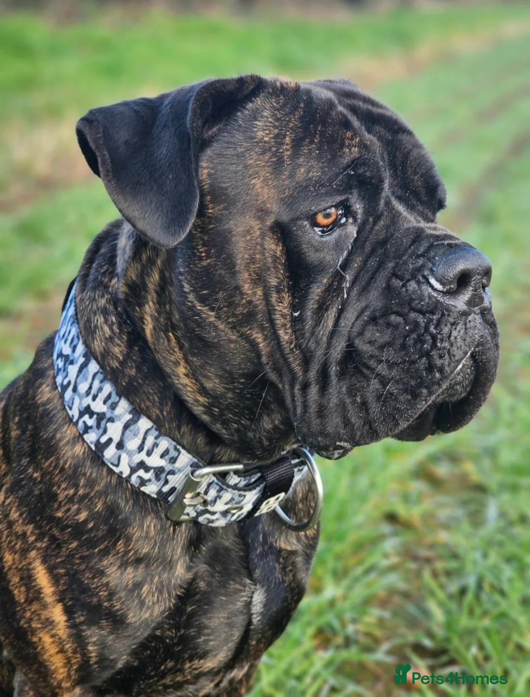 Cane Corso dogs for sale: Cane Corso 4yr Old Male - Advert 3