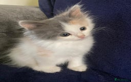 Siberian cats for sale: Registered Siberian Calico kittens  - Image 11
