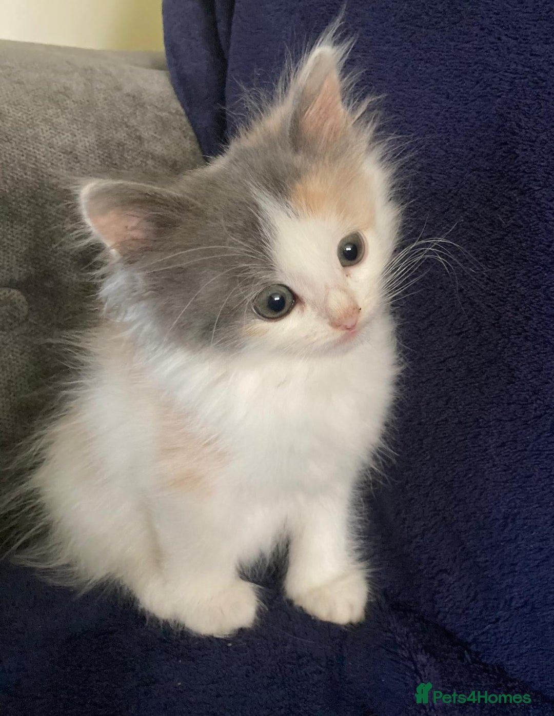 Siberian cats for sale: Registered Siberian Calico kittens  - Image 11