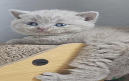 British Shorthair cats for sale: LAST GCCF British Shorthair Kittens Champion - Image 22