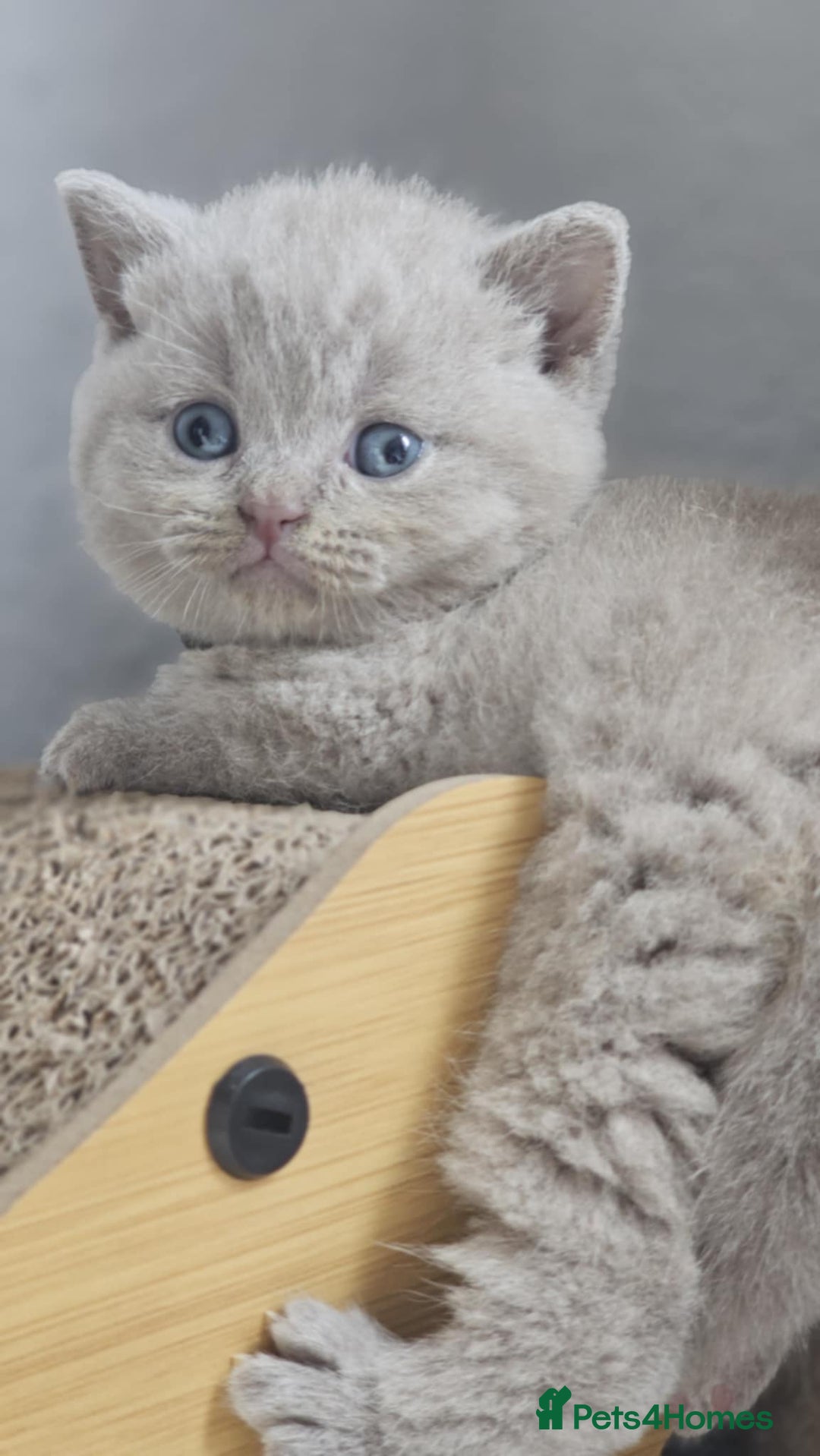 British Shorthair cats for sale: LAST GCCF British Shorthair Kittens Champion - Image 22