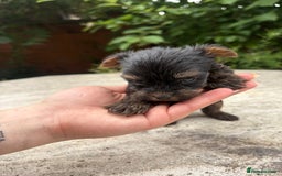 Yorkshire Terrier dogs for sale: Cute miniature Yorkshire terrier boys!  - Image 4