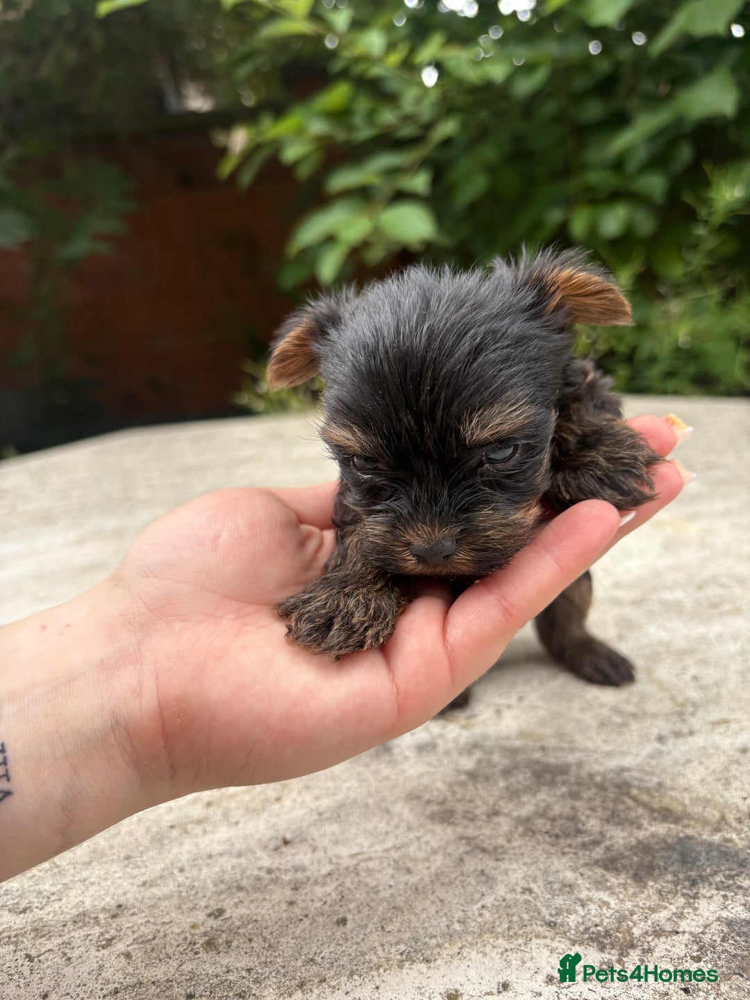 Yorkshire Terrier dogs for sale: Cute miniature Yorkshire terrier boys!  - Image 4