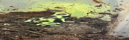Frog reptiles for sale: Dendrobates Auratus Green and Black - Advert 3