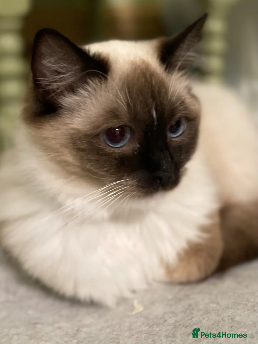 Ragdoll cats for sale: GCCF registered Ragdolls - Advert 2