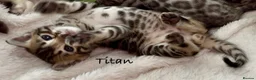Bengal cats for sale: 🎬 Little Leopard Diaries | TICA BENGAL KITTENS 💎 - Advert 29