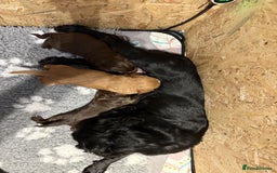Cocker Spaniel dogs for sale: 🏆 KC Reg Working Cocker Spaniels – FTCH Line 🐾 - Image 17