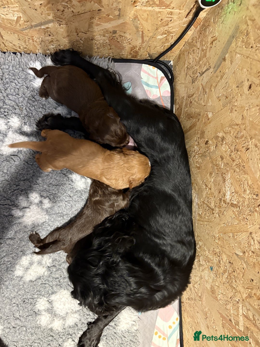 Cocker Spaniel dogs for sale: 🏆 KC Reg Working Cocker Spaniels – FTCH Line 🐾 - Image 17