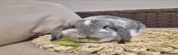 Mini Lop rabbits for sale: 2x mini lops for sale 1years old 🐰  - Advert 4