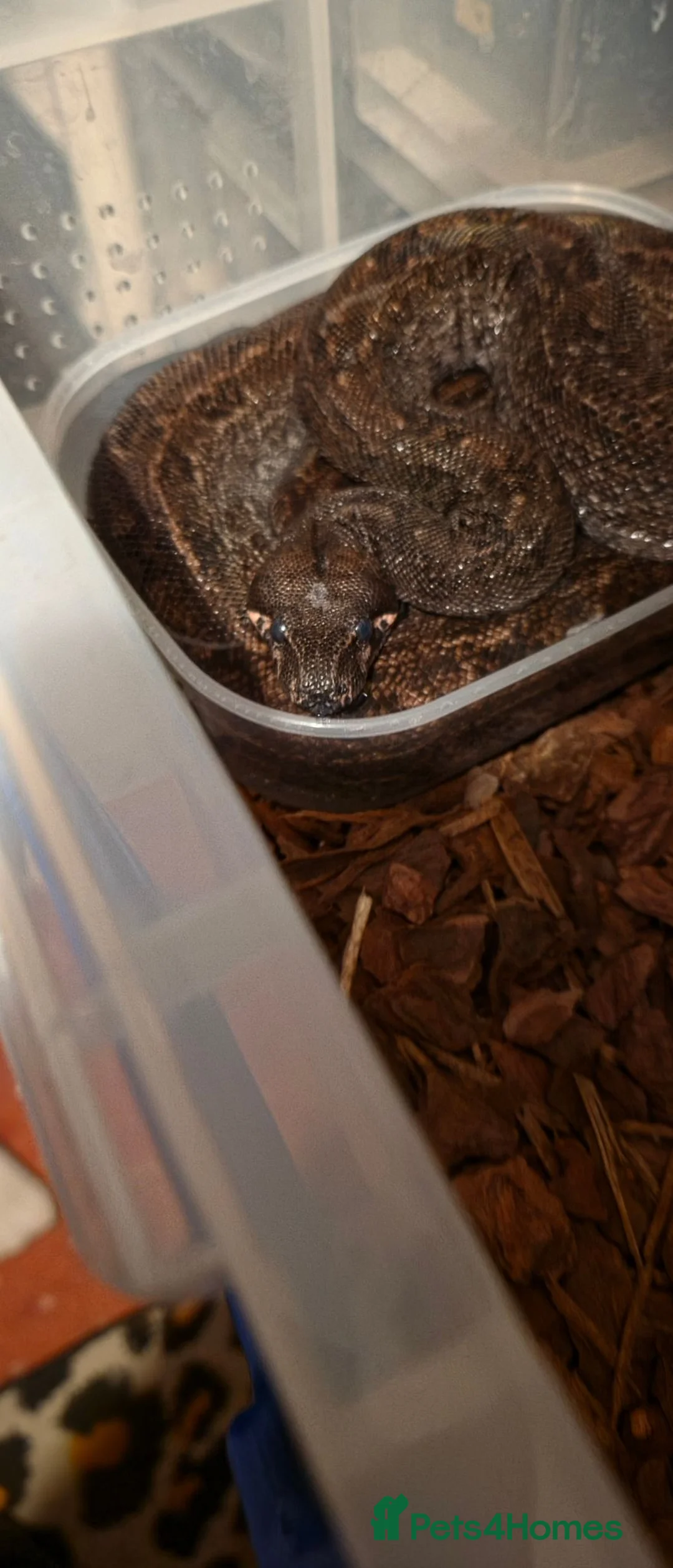 Boa Snake reptiles for sale: Beautiful leopard dwarf boa - Advert 6