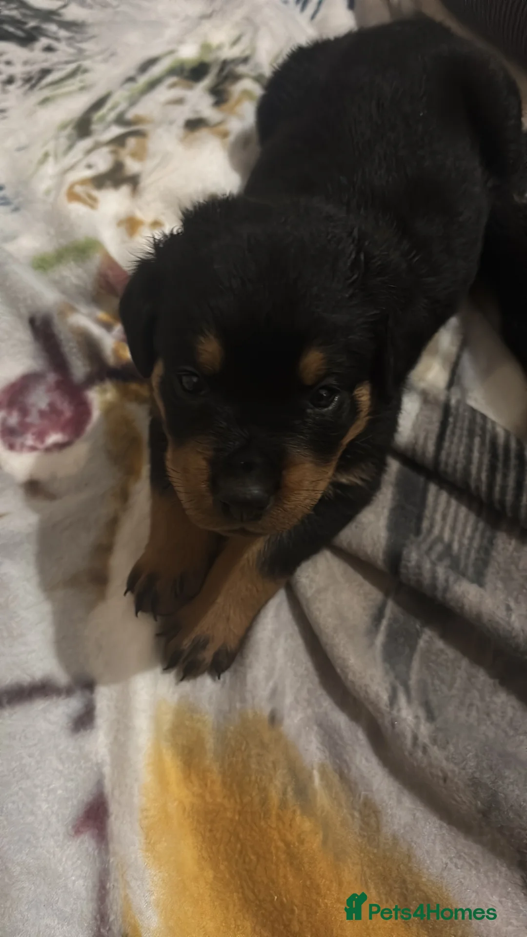 Rottweiler dogs for sale: Rottweiler puppy ONE girl left  - Advert 14