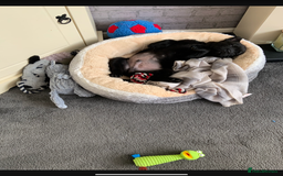 Mixed Breed dogs for sale: Chow chow x English bulldog - Image 2