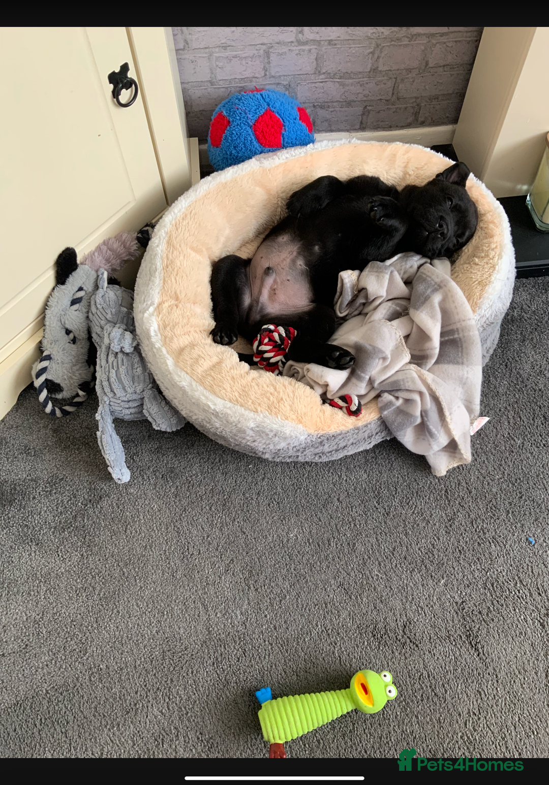 Mixed Breed dogs for sale: Chow chow x English bulldog - Image 2