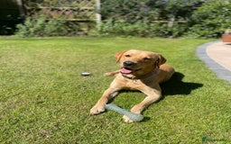 Labrador Retriever dogs for sale: Stunning litter of Labrador puppies for sale!  - Image 8
