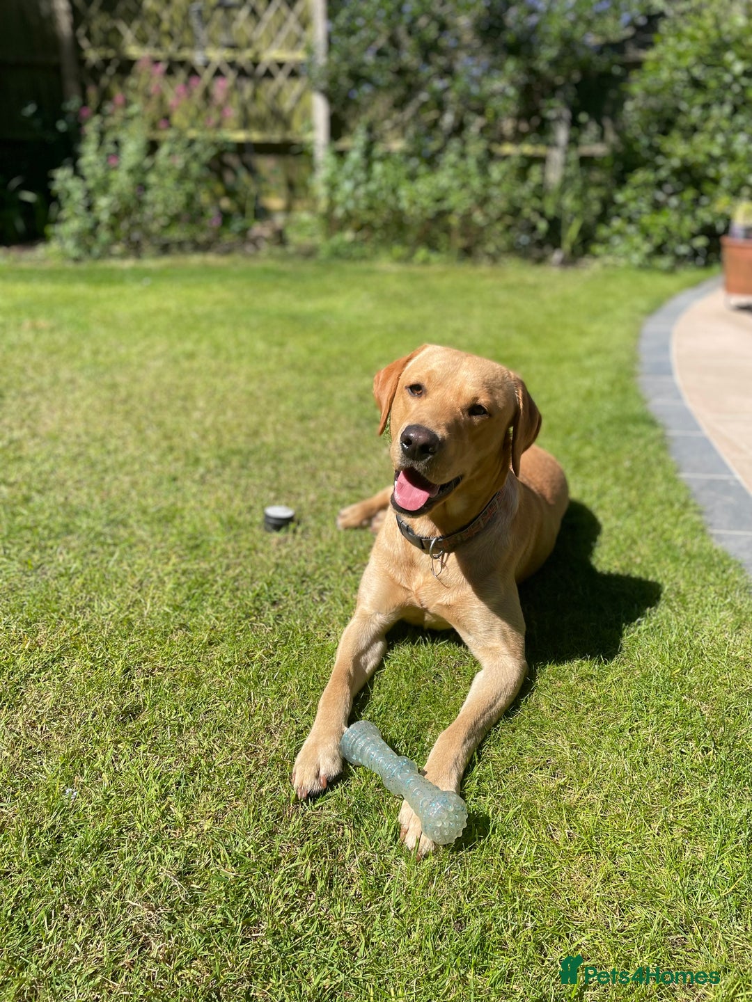 Labrador Retriever dogs for sale: Stunning litter of Labrador puppies for sale!  - Image 8