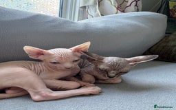 Sphynx cats for sale: Sphynx kittens - Image 7