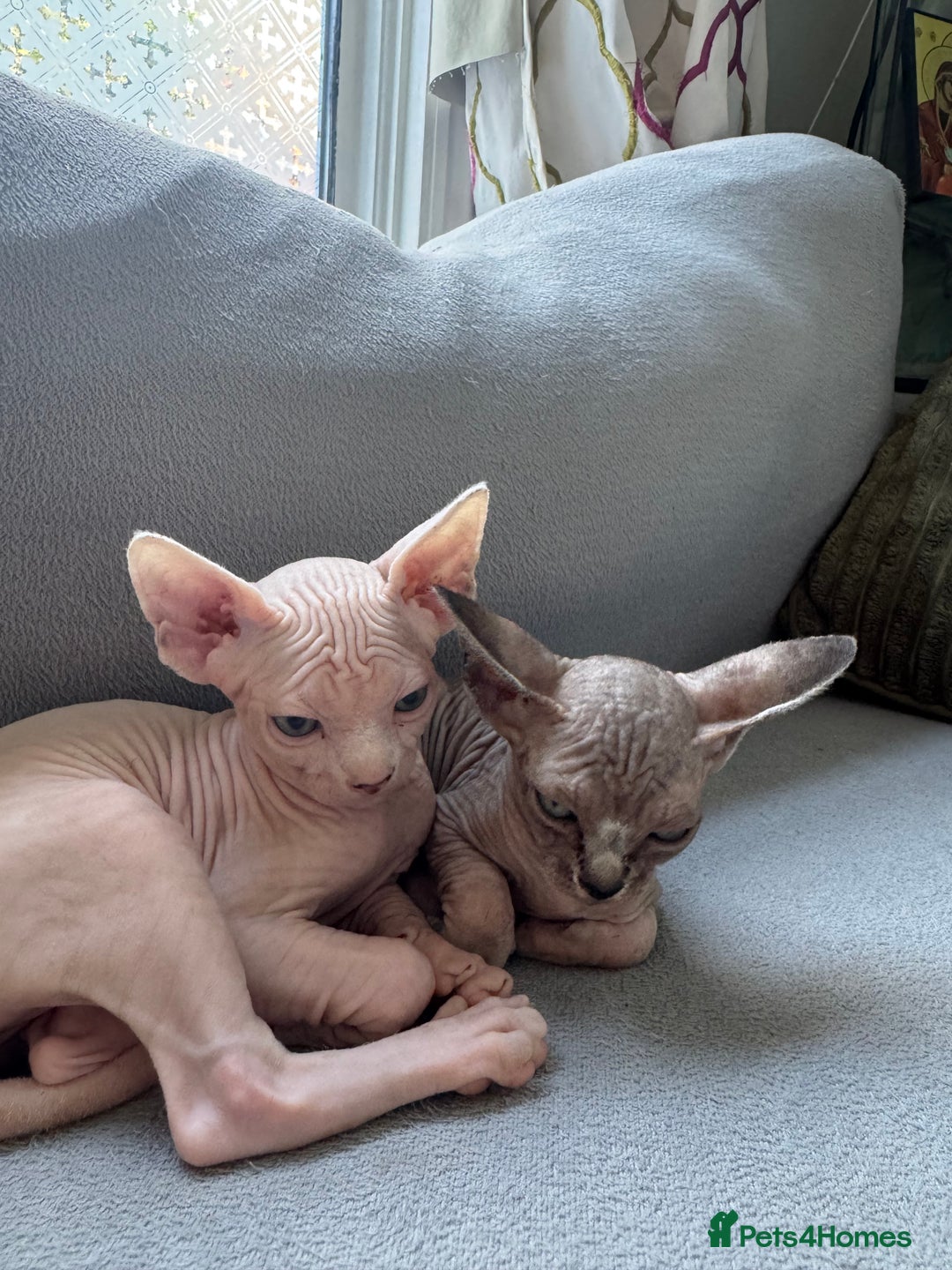 Sphynx cats for sale: Sphynx kittens - Image 7