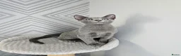 Russian Blue cats for sale: GCCF Registered Russian Blue Kittens - Advert 4