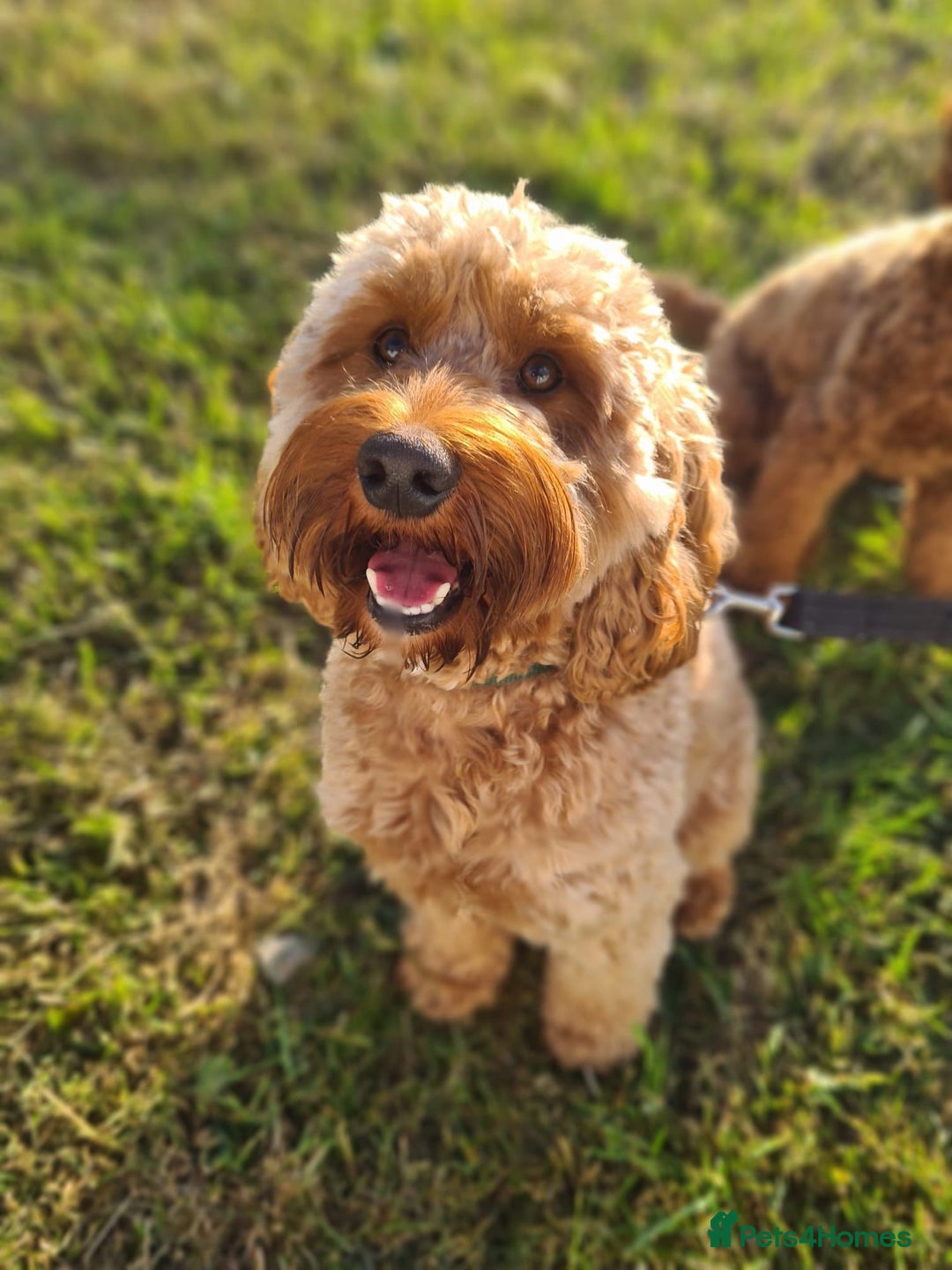 Cockapoo dogs for sale: Cockapoo Puppies  - Image 17