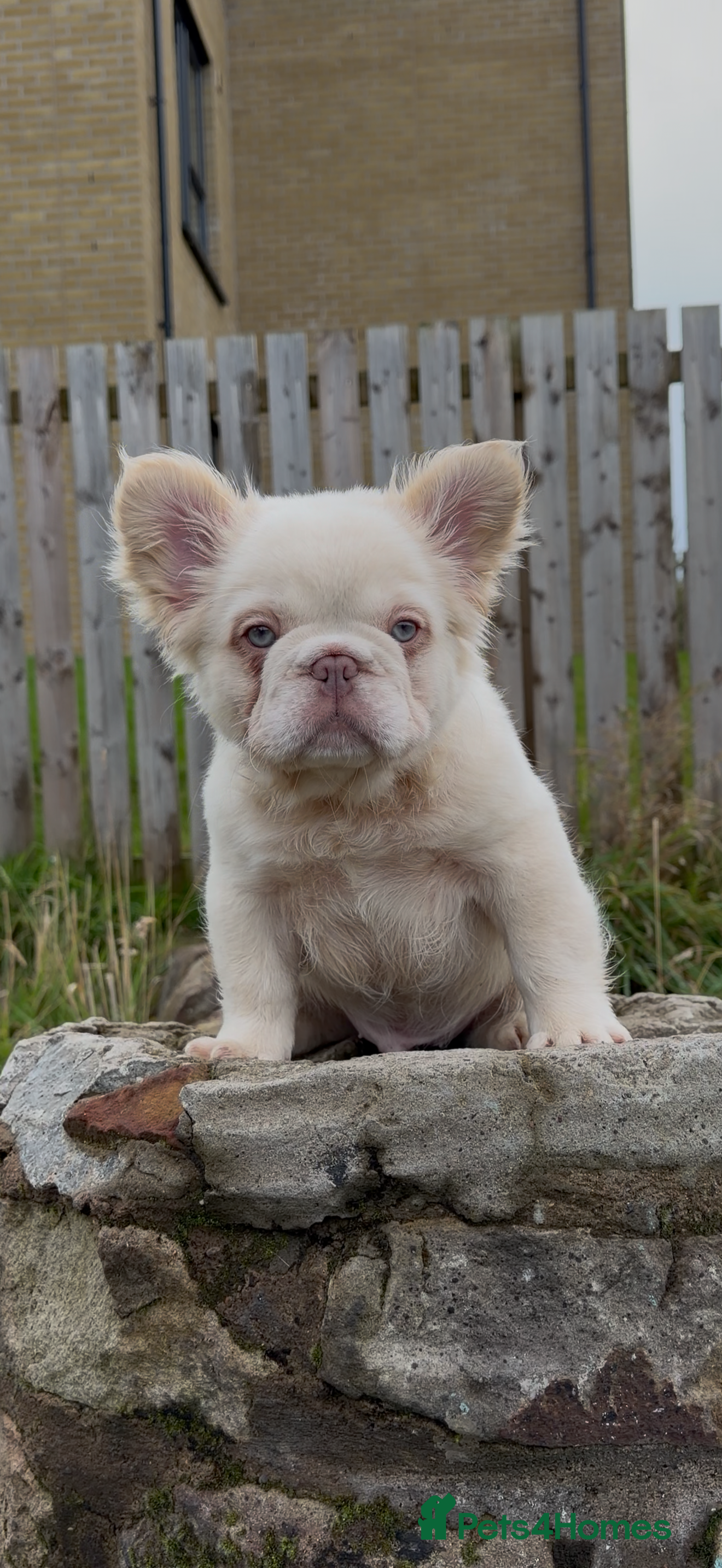 French Bulldog dogs Exceptional Fluffy Frenchie Puppies available  - Advert 2