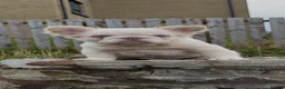 French Bulldog dogs for sale: Exceptional Fluffy Frenchie Puppies available  - Advert 14
