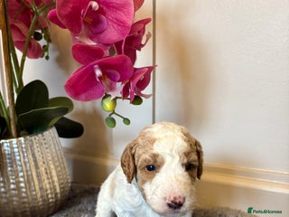 Double Doodle dogs - Advert 3