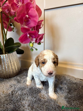 Double Doodle dogs - Advert 1