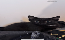 Mixed Breed cats for sale: kittens - Image 6