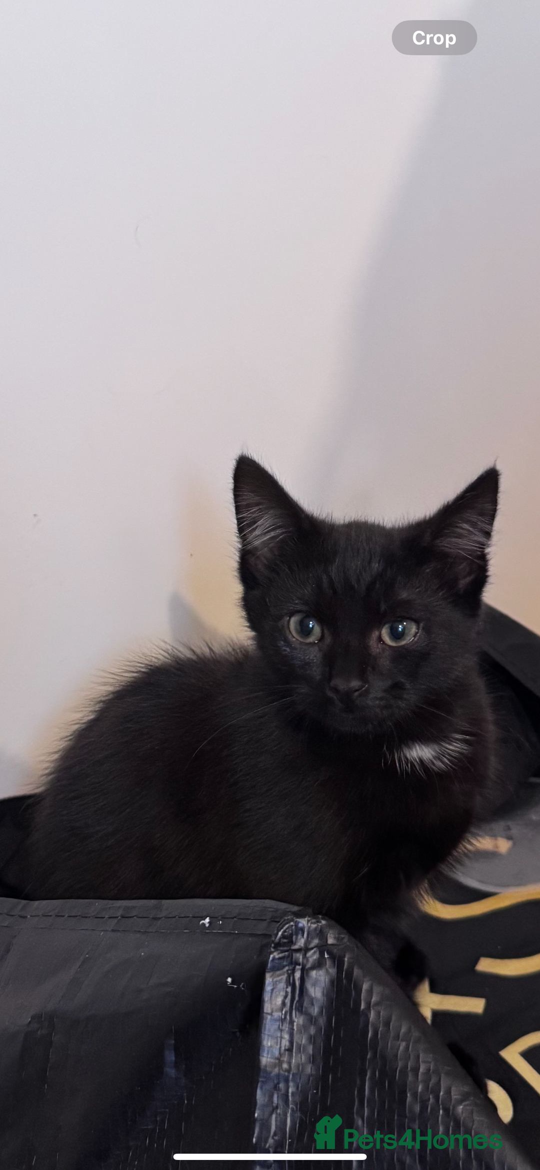 Mixed Breed cats for sale: kittens - Image 6