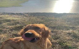 Mixed Breed dogs for sale: Beautiful litter of Golden Irish Puppies  - Image 4