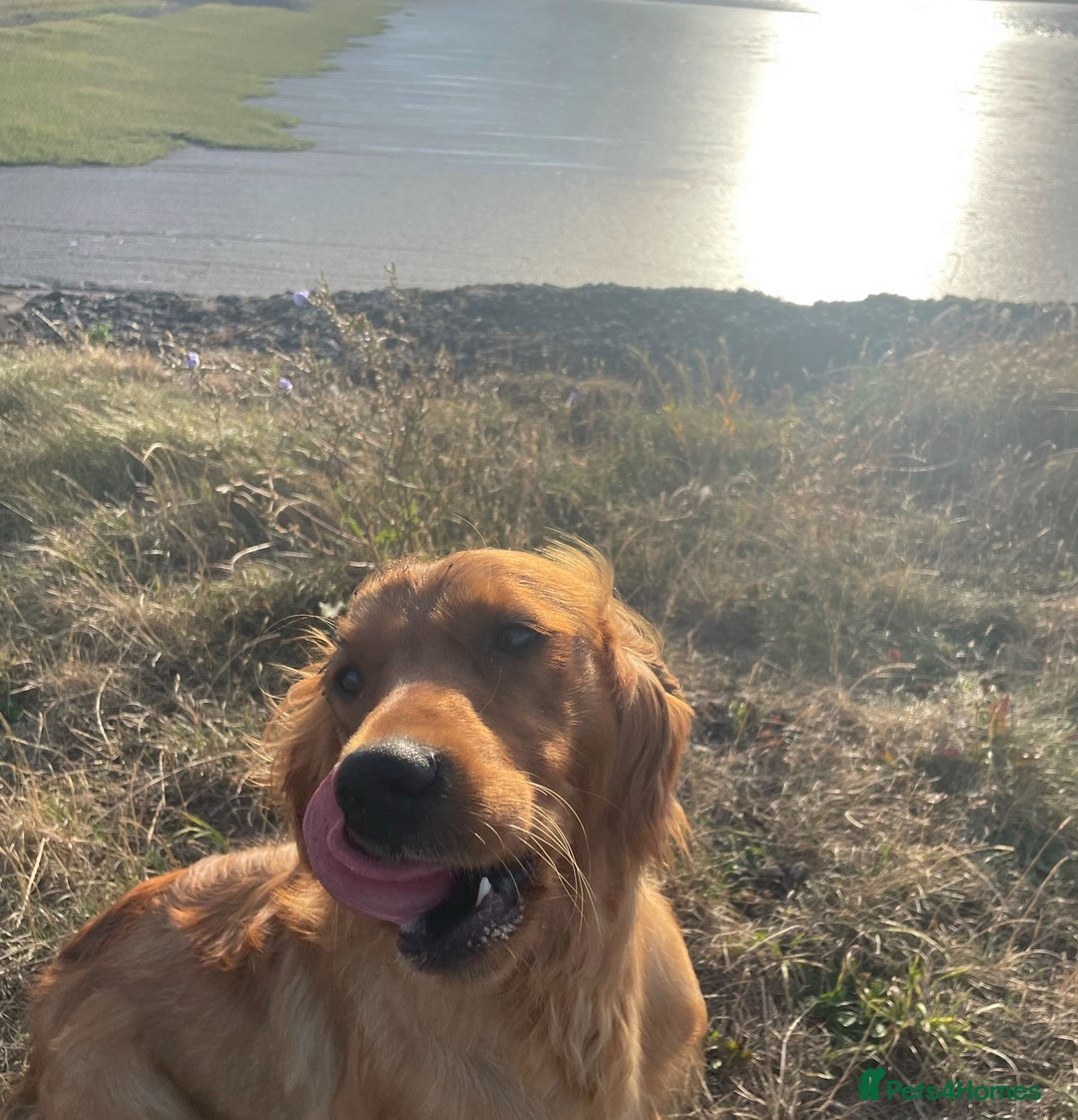 Mixed Breed dogs for sale: Beautiful litter of Golden Irish Puppies  - Image 4