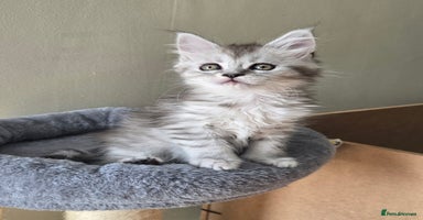 Maine Coon cats - Advert 13