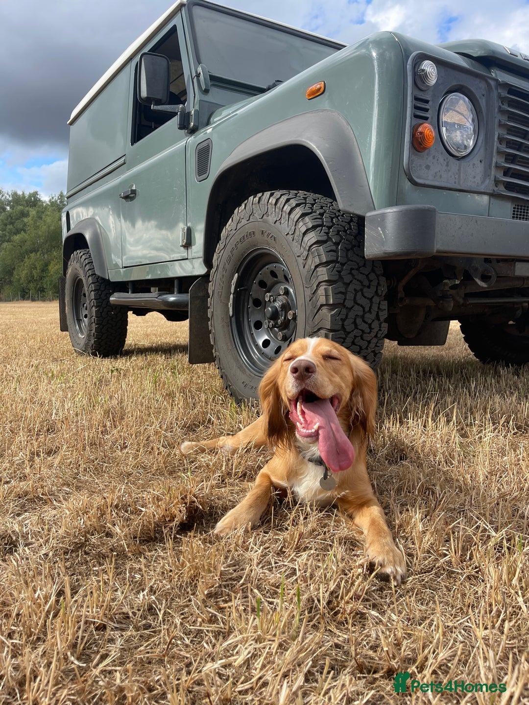 Cocker Spaniel dogs for stud: Working Gun Dog Stud  - Advert 15