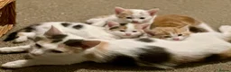 Mixed Breed cats for sale: Lovely, friendly kittens - Advert 2