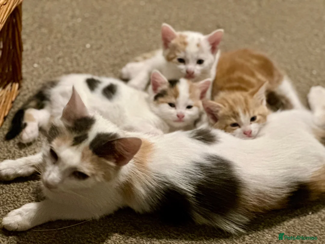 Mixed Breed cats for sale: Lovely, friendly kittens - Advert 2