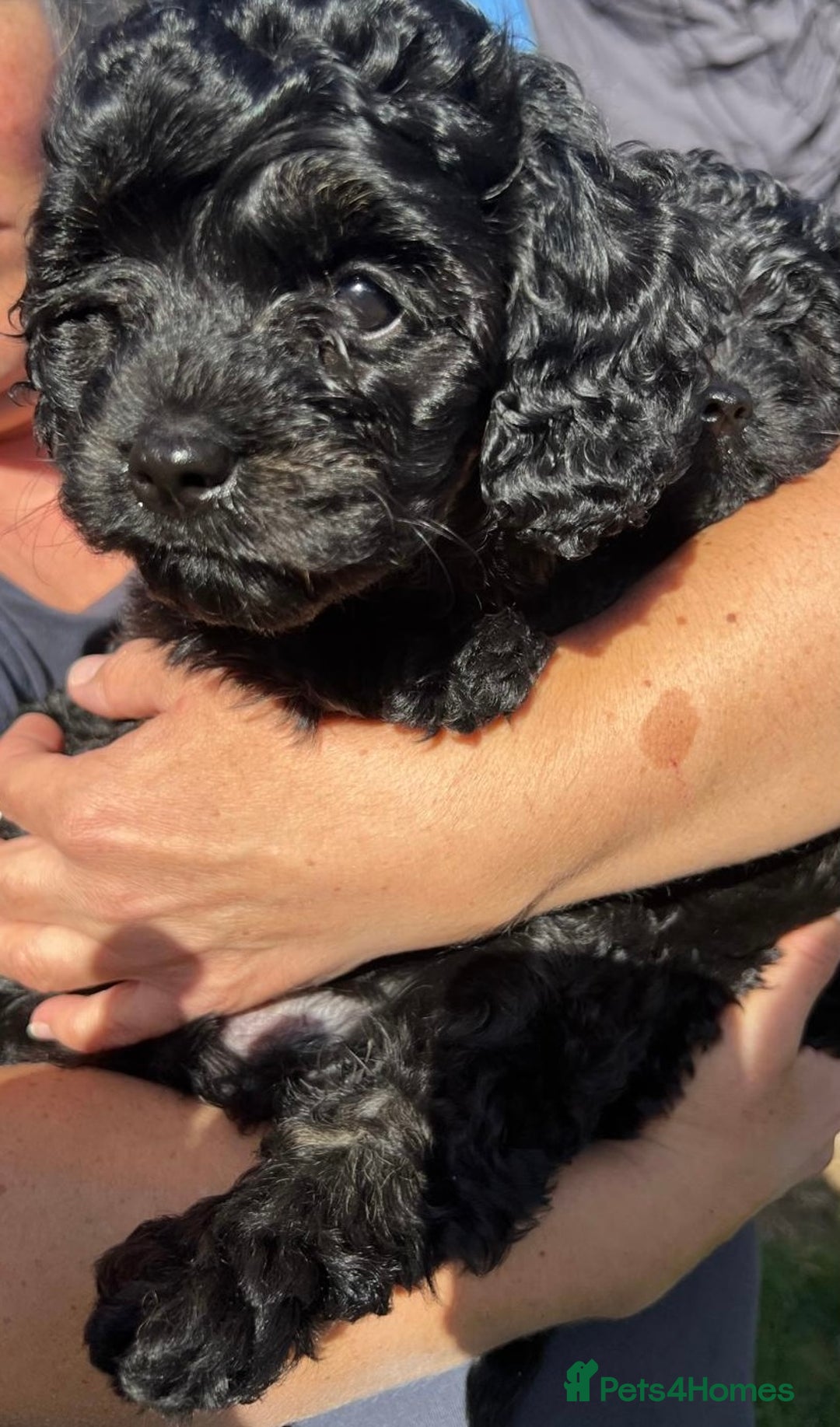 Cavapoo dogs for sale: Stunning premium F1 Cavapoos 🥰 DNR tested parents - Image 16