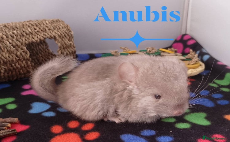 Chinchilla rodents - Advert 1