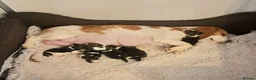 Beagle dogs for sale: KENNEL CLUB REG BEAGLE GIRL PUPPIES - Advert 5