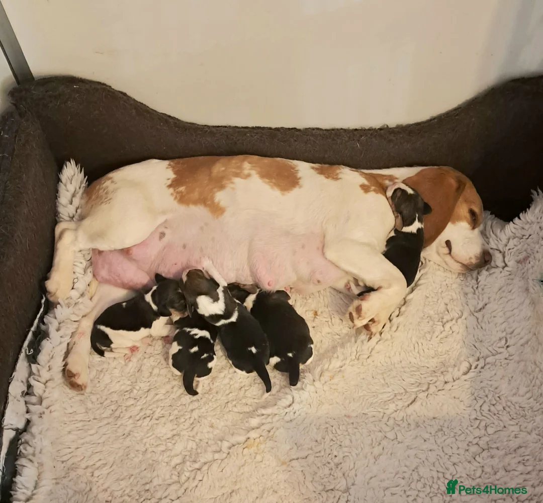 Beagle dogs for sale: KENNEL CLUB REG BEAGLE GIRL PUPPIES - Advert 5