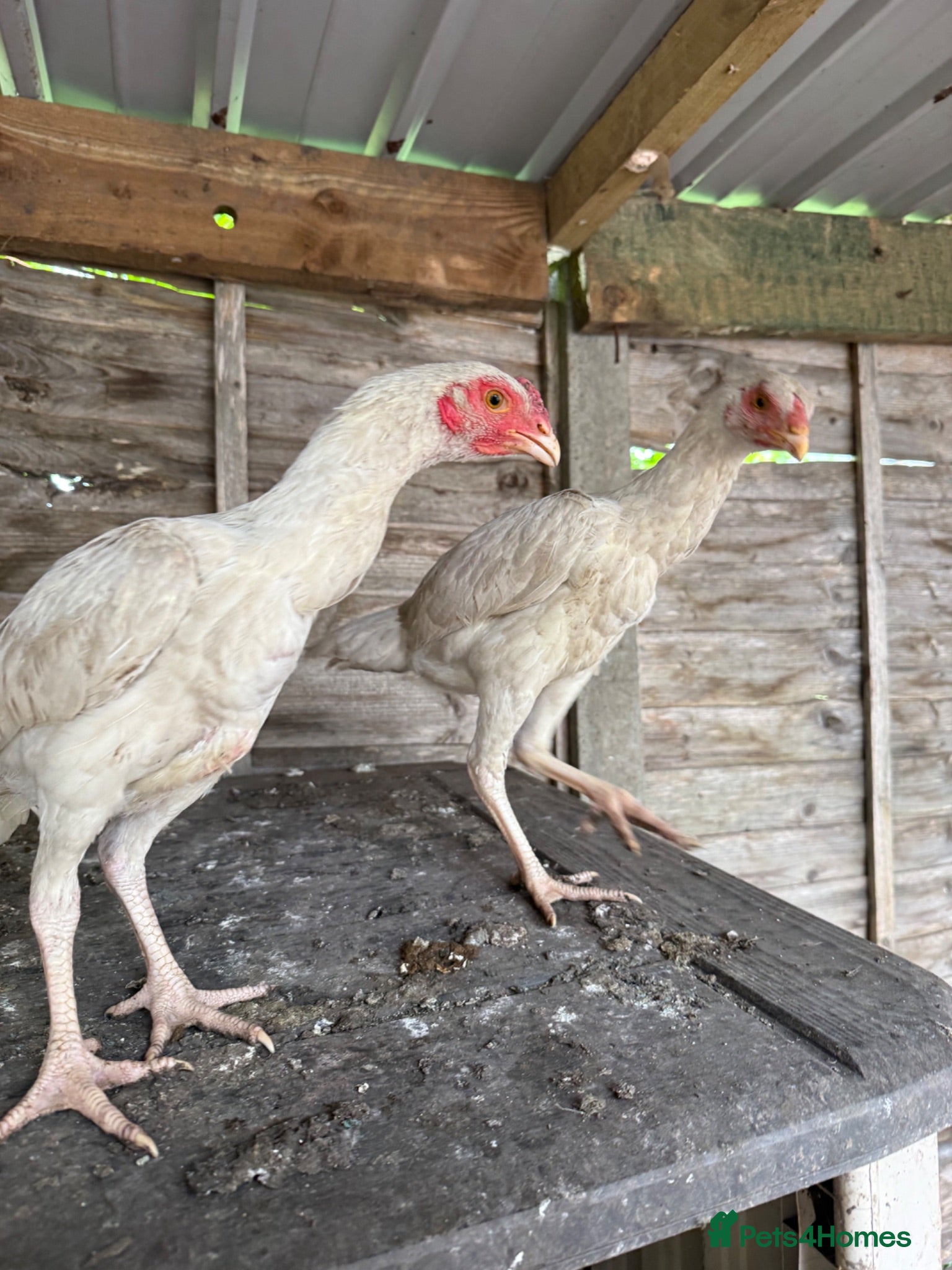 Chickens poultry Shamo Aseel hens  - Advert 6