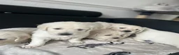 Golden Retriever dogs for sale: KC Pure white golden retriever puppies in Reading - Advert 6