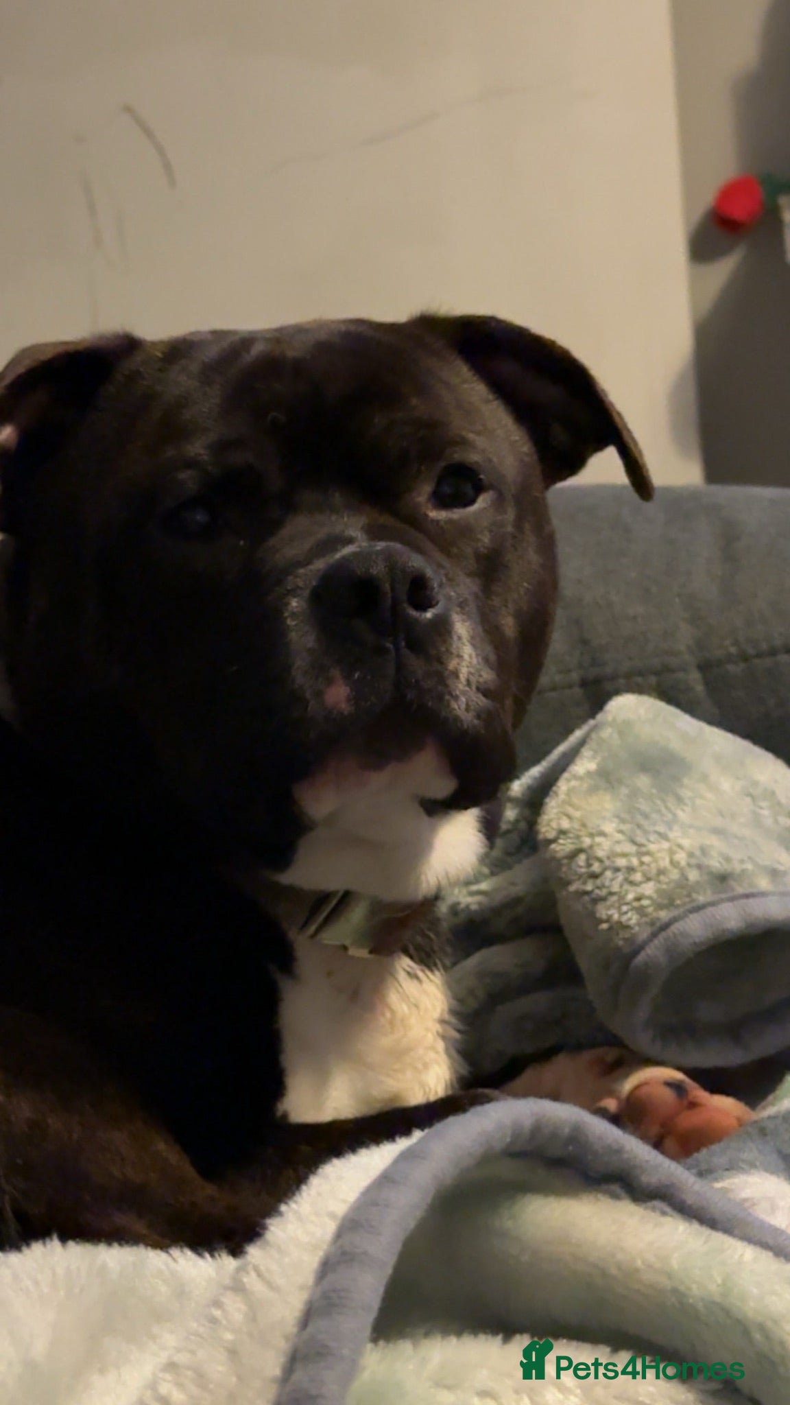 Staffordshire Bull Terrier dogs Simba - Advert 2