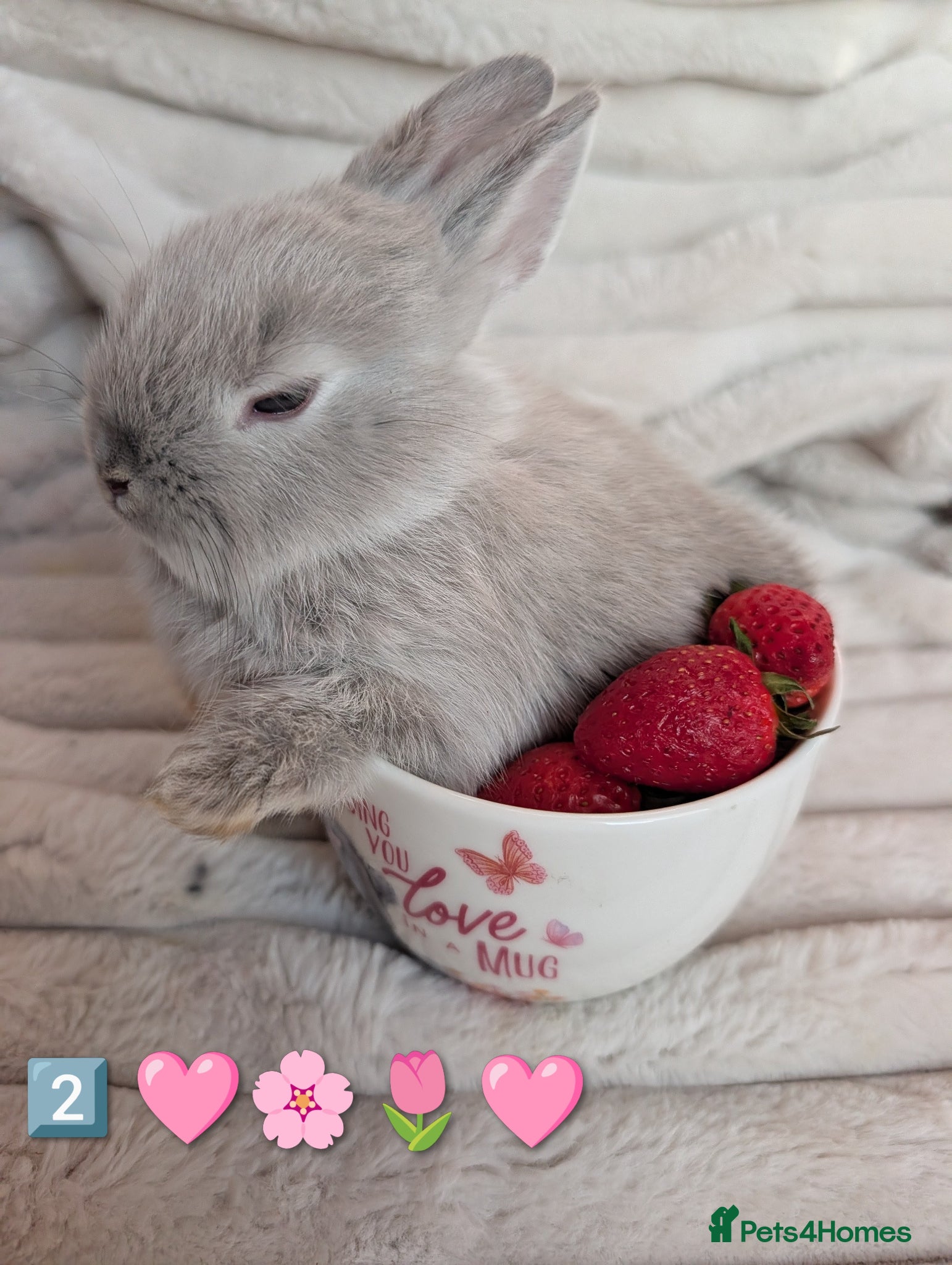 Netherland Dwarf rabbits 5 Netherland Dwarf Bunnies - All sold - Advert 1